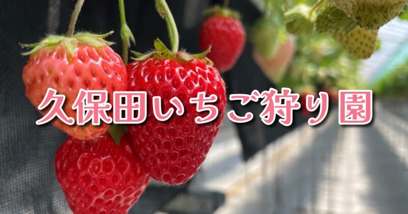 【伊豆の国・久保田いちご狩り園】50個食べた！紅ほっぺ＆あきひめ♪〈ちゅんころもちレポート〉